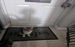 British Shorthair cats for sale: Poppy almost 4years - Image 2