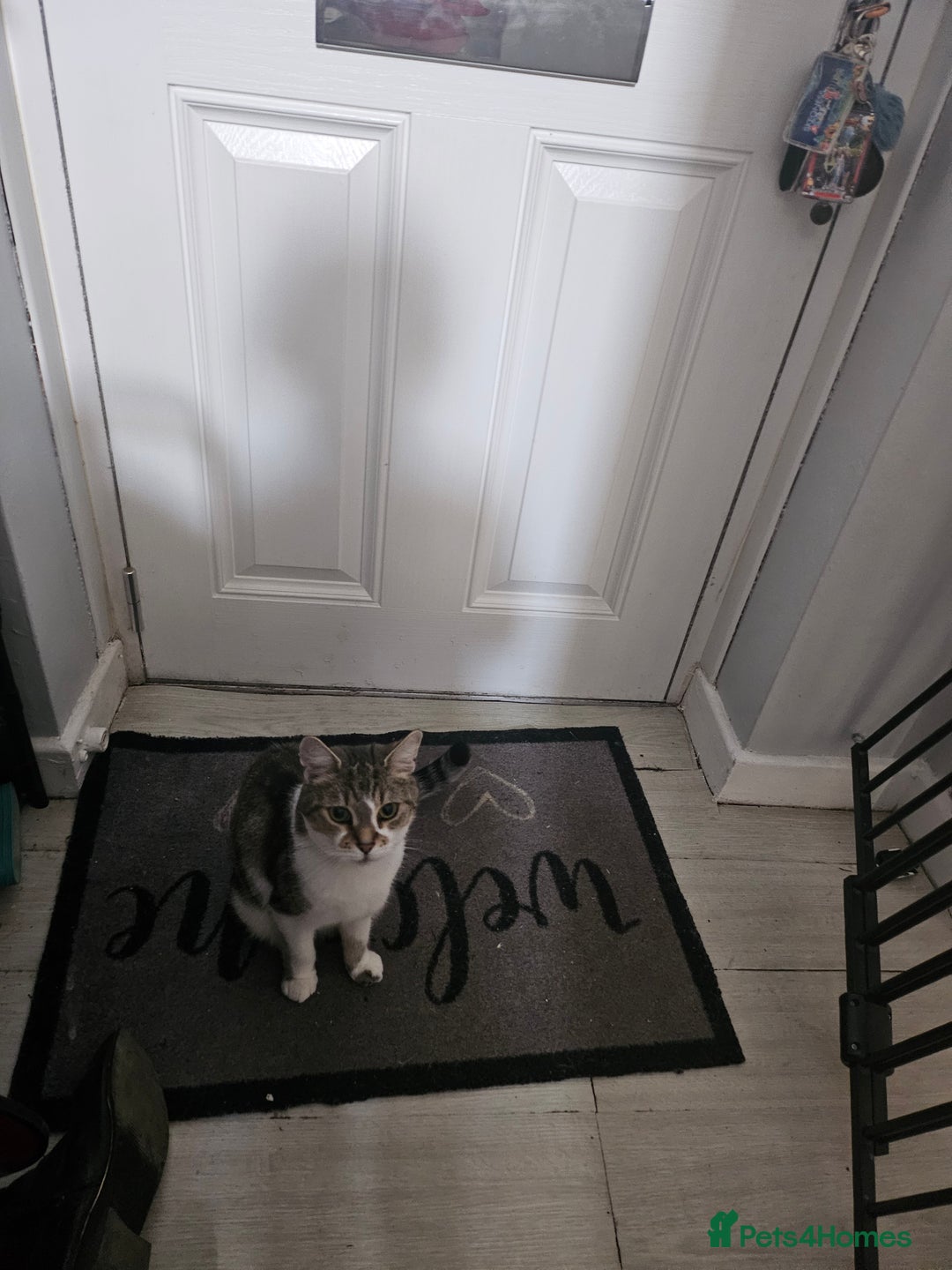 British Shorthair cats for sale: Poppy almost 4years - Image 2