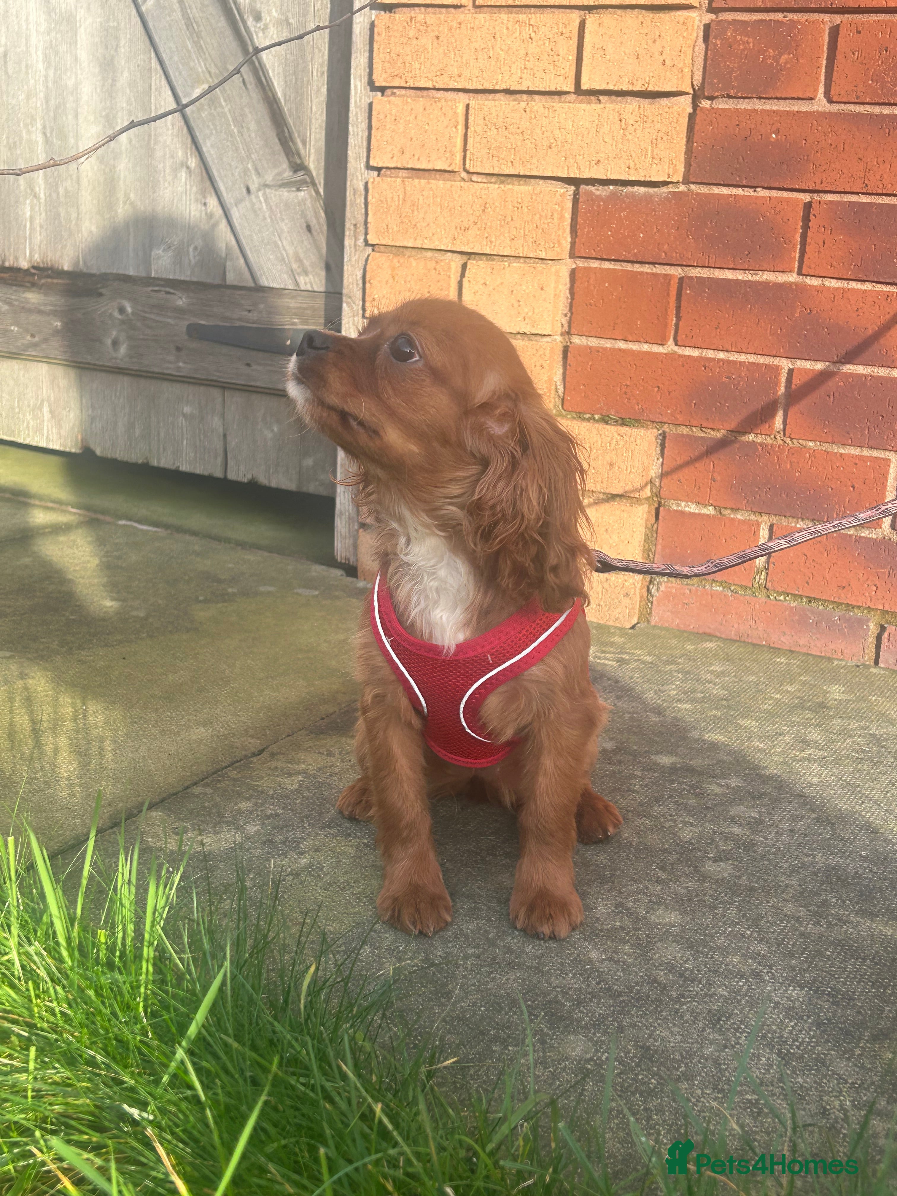 Cavalier King Charles Spaniel dogs 5 months old Ruby female fully vaccine - Advert 9