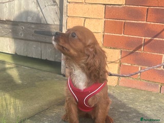 Cavalier King Charles Spaniel dogs 5 months old Ruby female fully vaccine - Advert 2