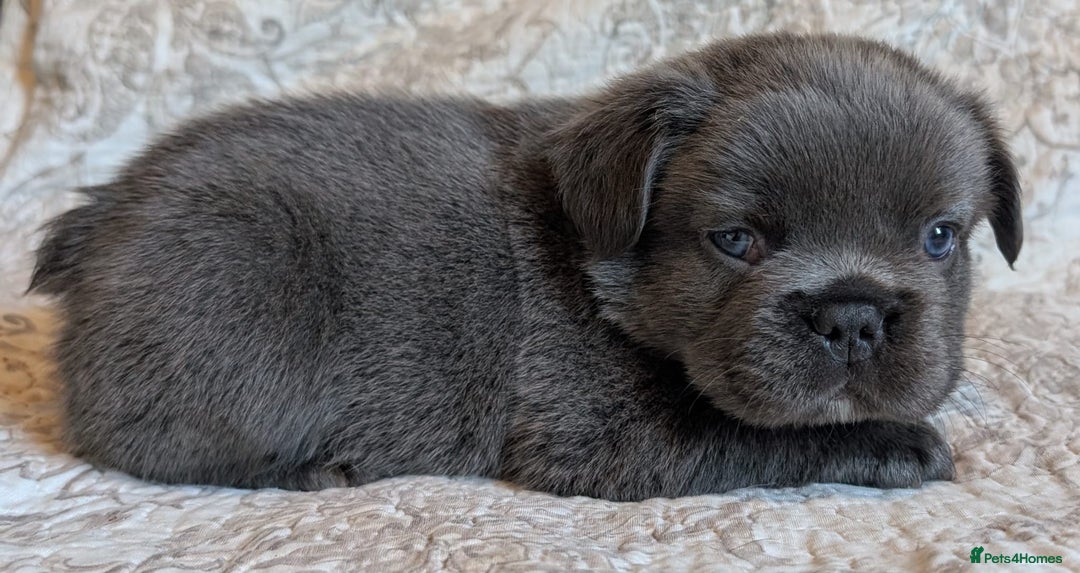 French Bulldog dogs for sale: Frenchie puppies  - Advert 6