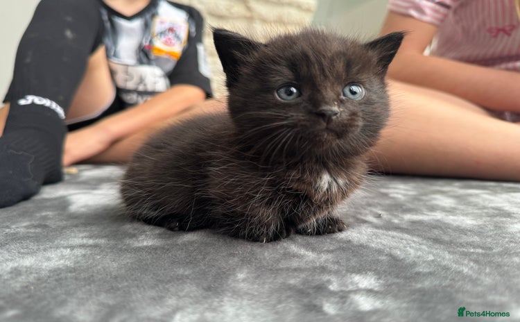 Munchkin cats - Advert 1