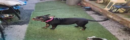 German Shepherd dogs for sale: Female gsd and pocket bully for sale  in Mansfield - Advert 7