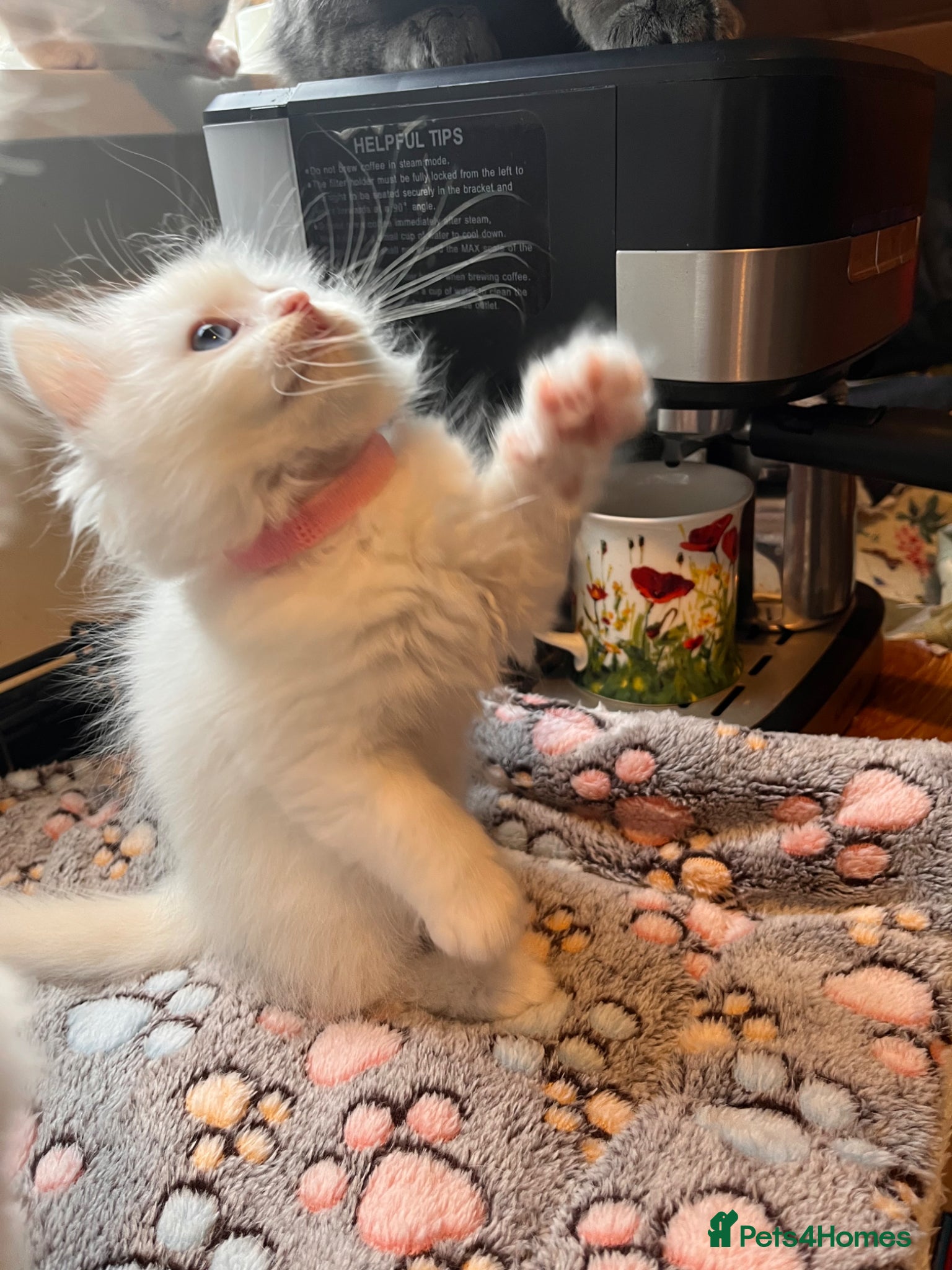 Ragdoll cats 🌟 Stunning Ragdoll Kittens – Little Angels  🌟 - Advert 2