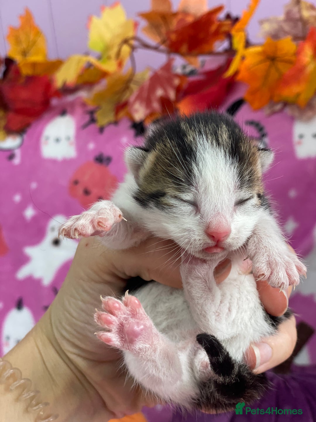 Mixed Breed cats for sale: Beautiful kittens looking for their forever homes - Advert 8