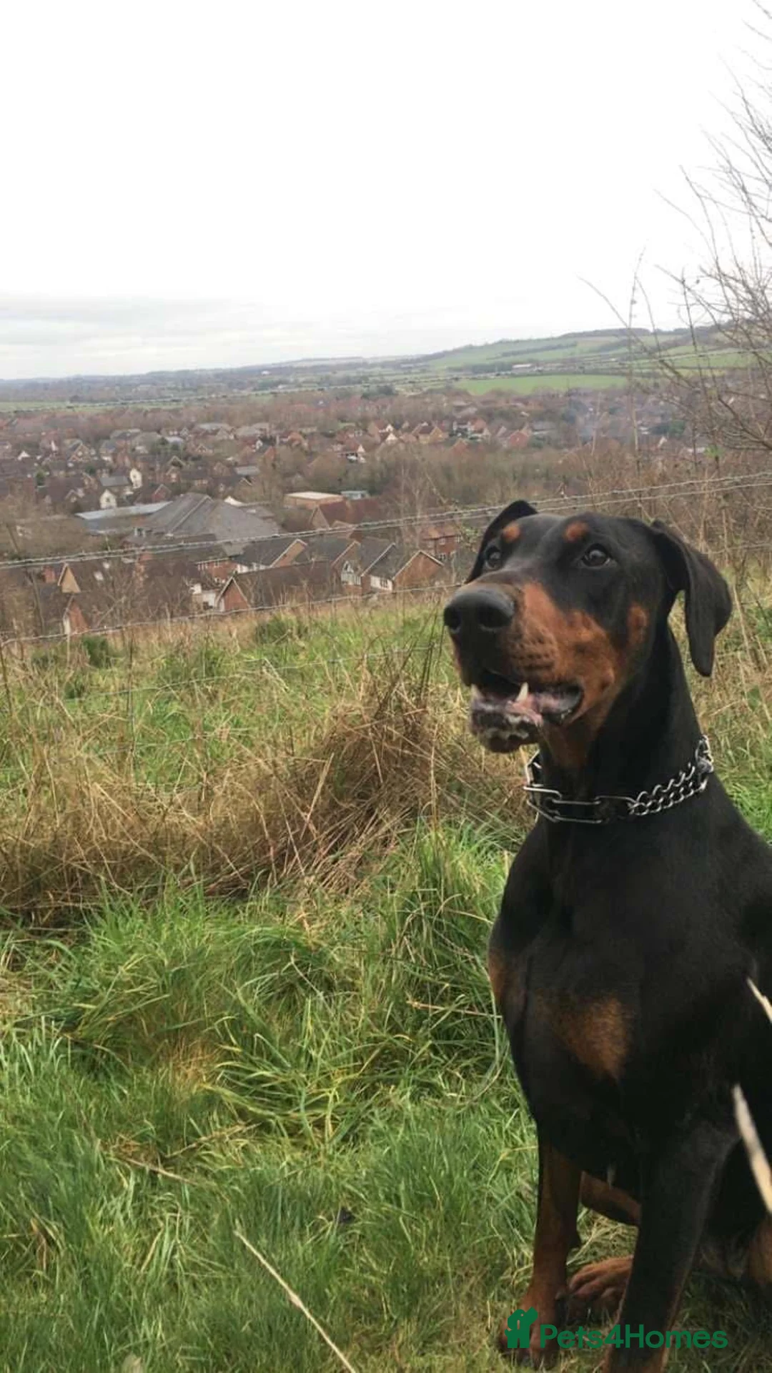 Dobermann dogs for sale: Beautiful Playful Girl - Advert 3