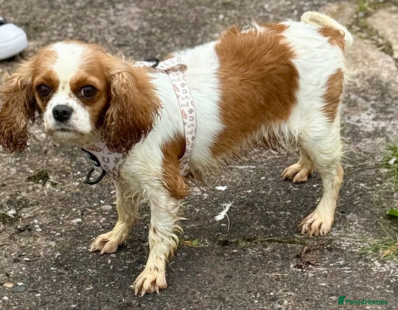 Cavalier King Charles Spaniel dogs Stunning KC Bitch - Advert 1