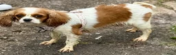Cavalier King Charles Spaniel dogs for sale: Stunning KC Bitch - Advert 4