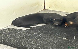 Miniature Dachshund dogs for sale: Miniture dachshund puppy - Image 1