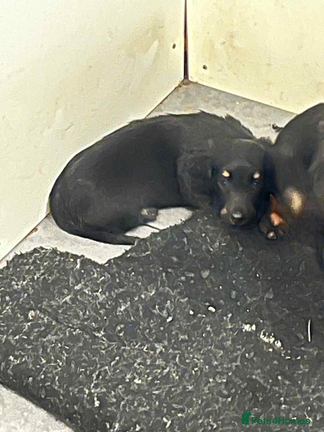 Miniature Dachshund dogs for sale: Miniture dachshund puppy - Image 1