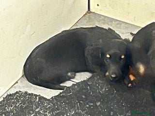 Miniature Dachshund dogs - Advert 11