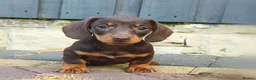 Miniature Dachshund dogs for sale: Exceptional  top quality miniature dachshund kc - Advert 3