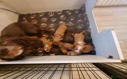 Cocker Spaniel dogs for sale: Gorgeous Health Tested Working Cocker Spaniels - Image 2