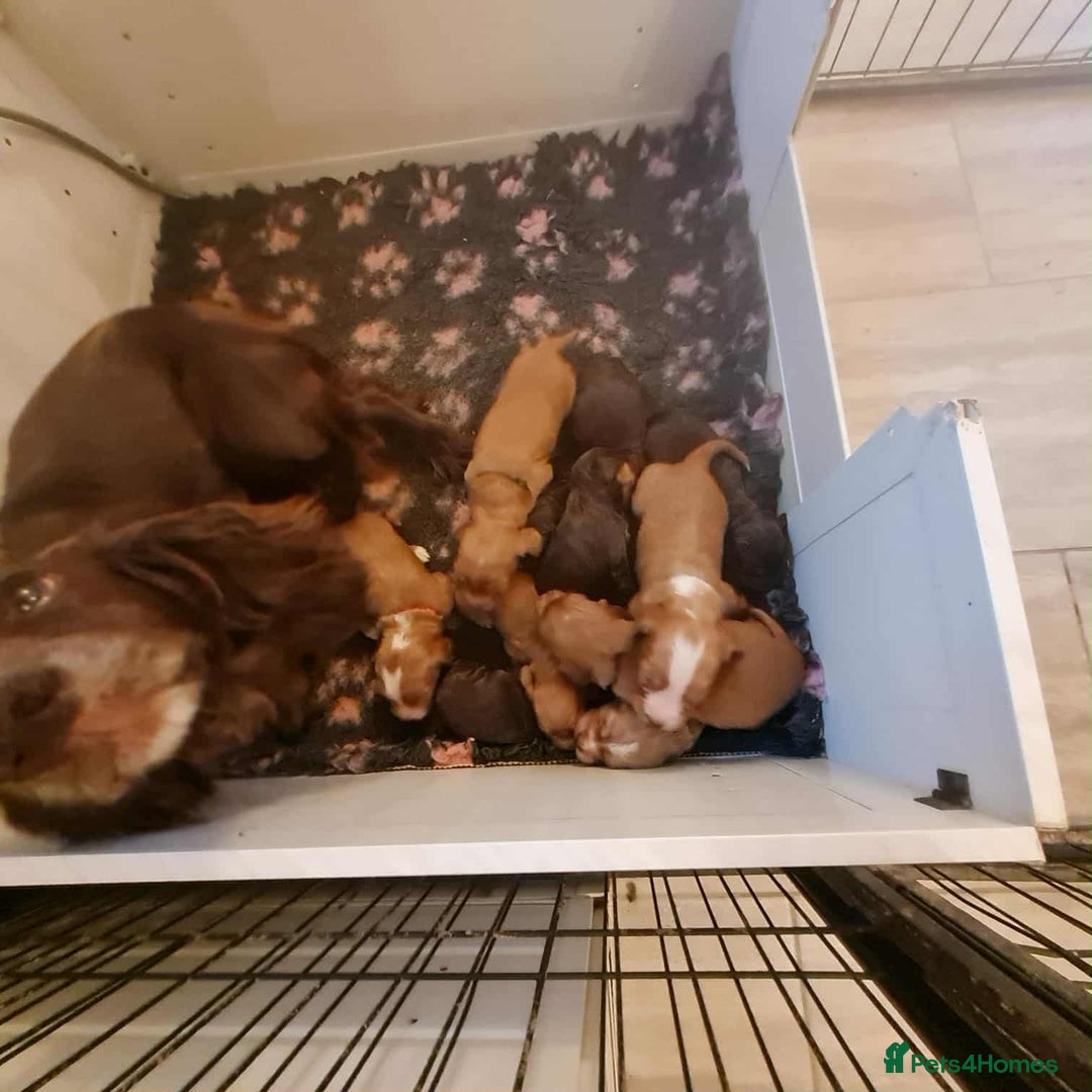 Cocker Spaniel dogs for sale: Gorgeous Health Tested Working Cocker Spaniels - Image 2