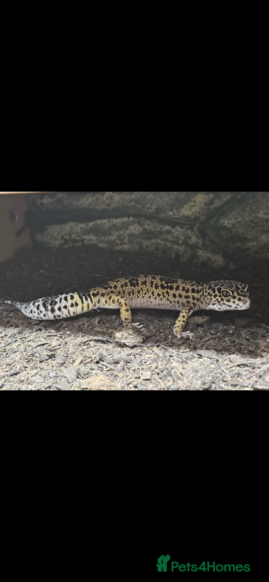 Gecko reptiles for sale: Leopard Gecko and Full enclosure ‼️ - Advert 5