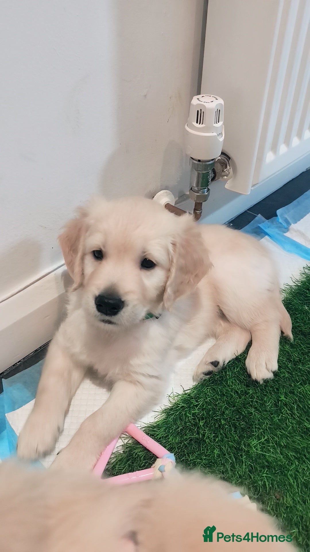 Golden Retriever dogs for sale: Gorgeous golden retriever puppies 🐕 - Advert 12