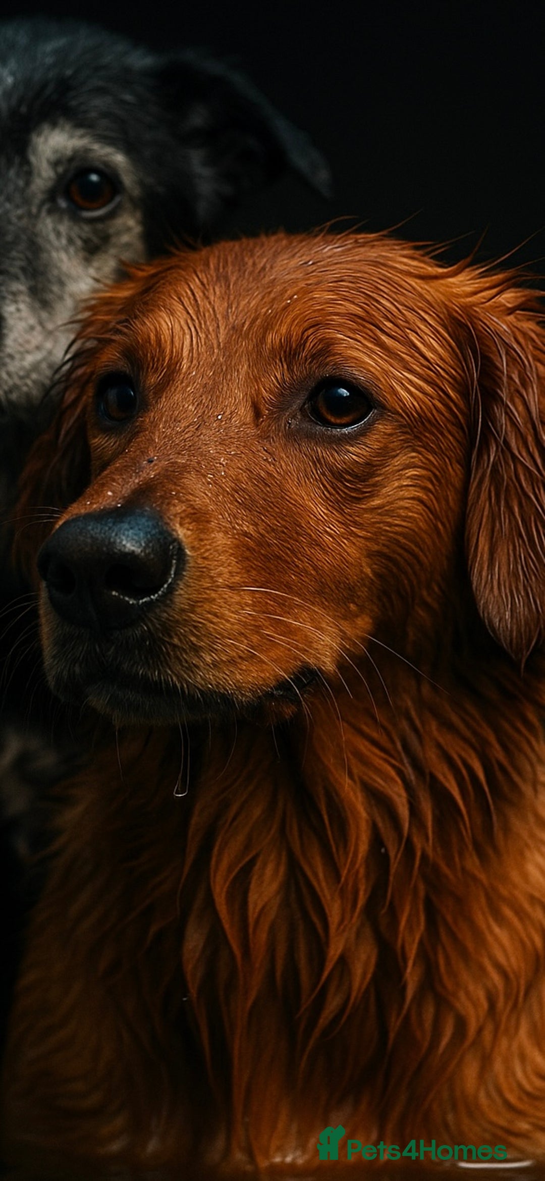 Golden Retriever dogs for sale: Working strain golden retriever puppies  - Image 2
