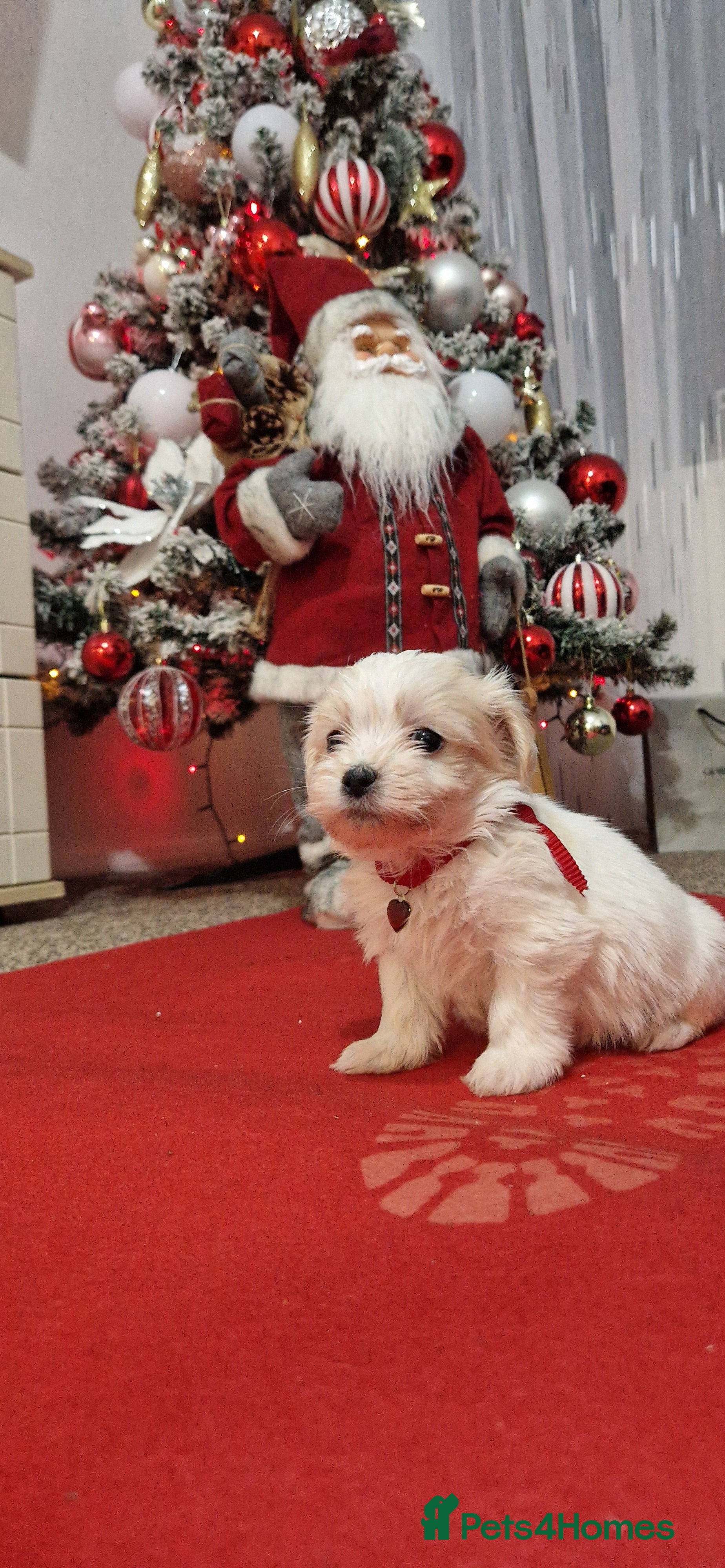 Mixed Breed dogs Bichon havaneze! - Advert 3