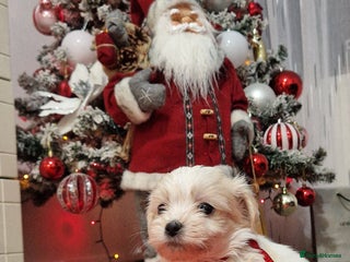 Mixed Breed dogs Bichon havaneze! - Advert 3