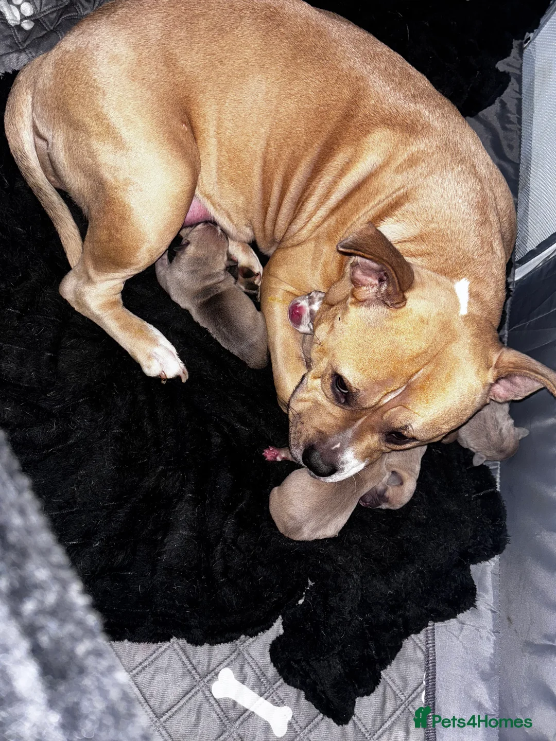 American Bully dogs for sale: Pocket bully pups ready for they forever home  - Advert 1