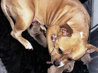 American Bully dogs Pocket bully pups ready for they forever home - Advert 18