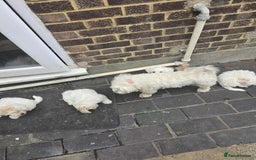 Bichon Frise dogs for sale: Bhison maltez - Image 2