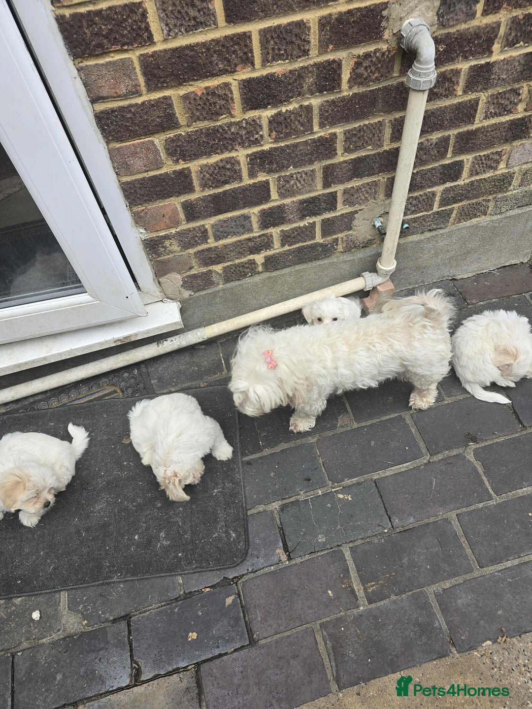 Bichon Frise dogs for sale: Bhison maltez - Image 2