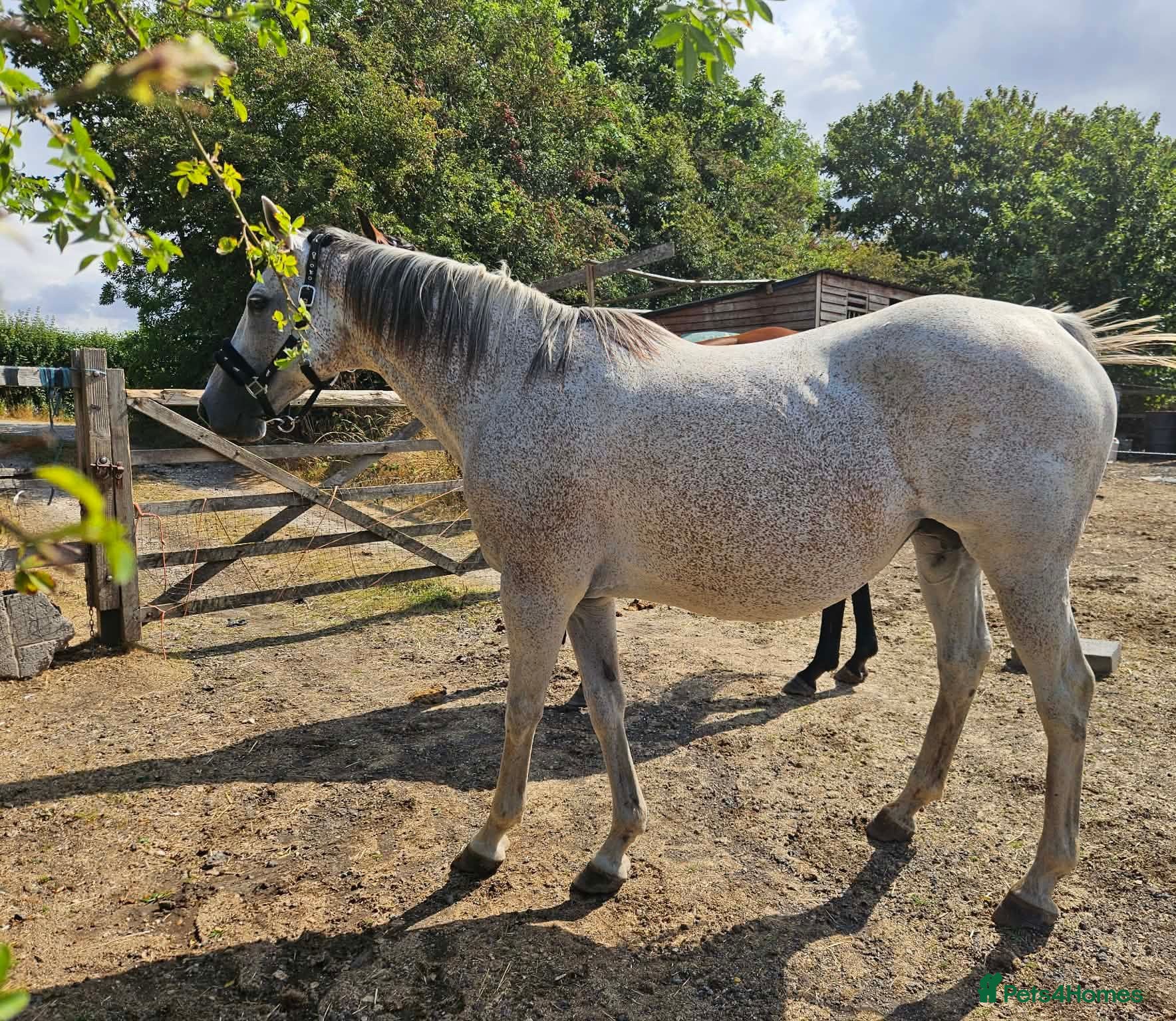 Irish Thoroughbred horses 15.2 + Thoroughbred Mares Available  - Advert 1