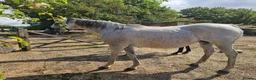 Irish Thoroughbred horses for sale: 15.2 + Thoroughbred Mares Available  - Advert 3