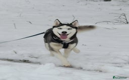 Siberian Husky dogs for sale: Siberian husky pups  - Advert 4
