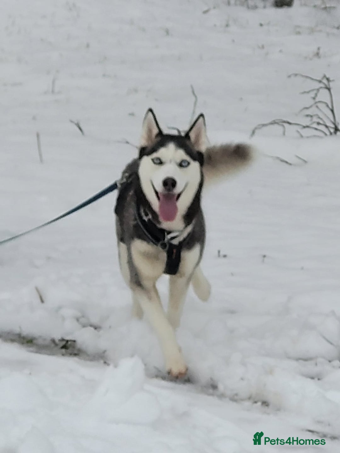 Siberian Husky dogs for sale: Siberian husky pups  - Advert 4