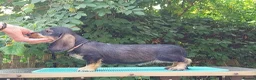 Dachshund dogs for sale: Standard Wirehaired Dachshund - Advert 12