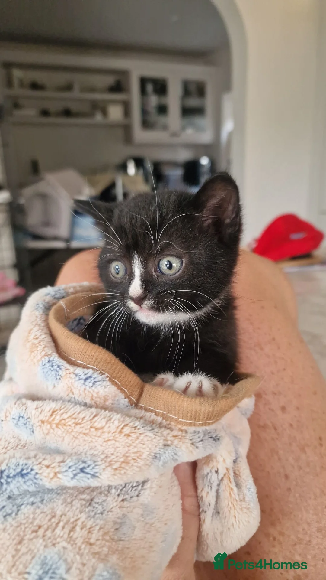 British Shorthair cats for sale: One Black Tuxedo Male  - Advert 6