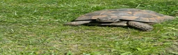 Hermann Tortoise reptiles for sale: Herman Tortoise Male 14years old in Holt - Advert 2