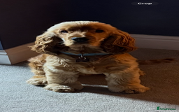 Cocker Spaniel dogs for stud: Show Type Cocker Spaniel - Image 2