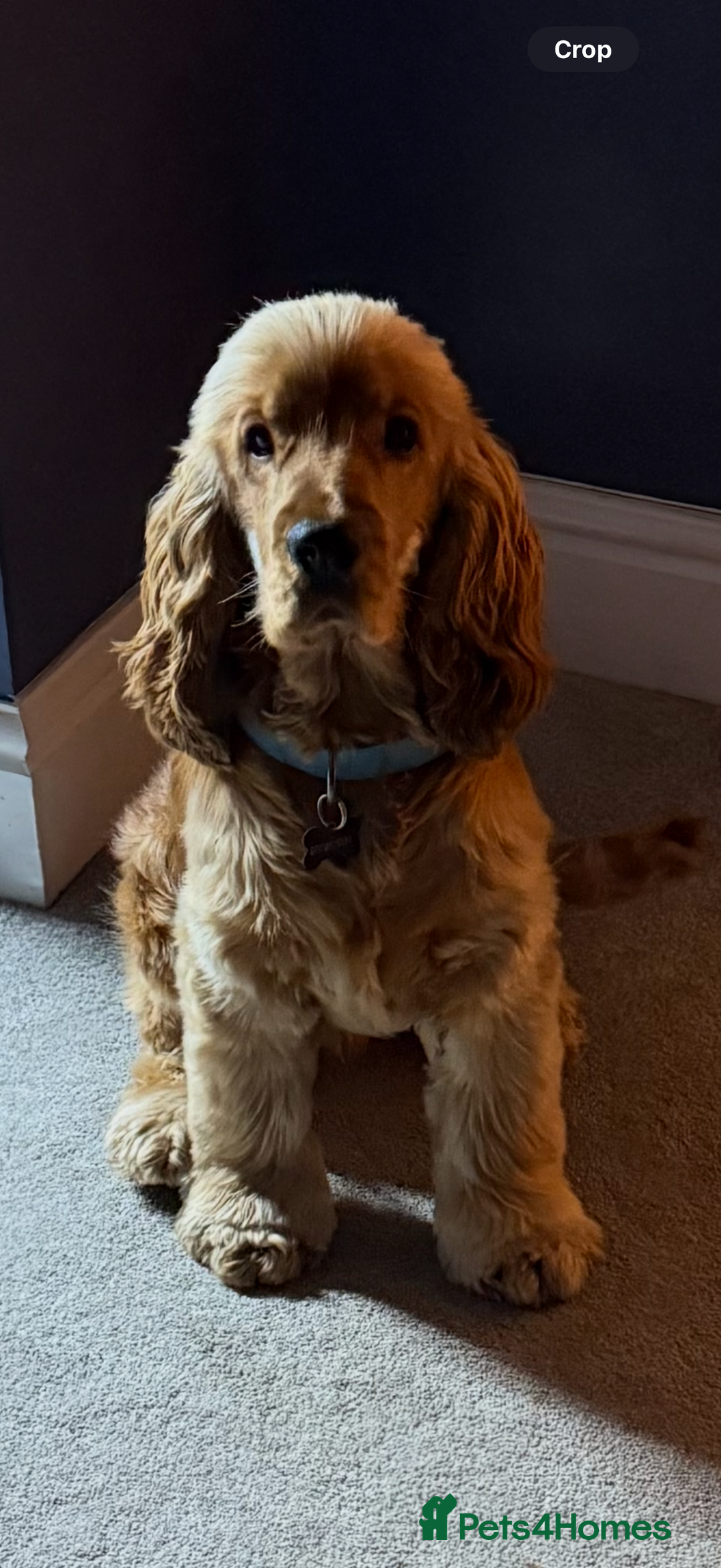 Cocker Spaniel dogs for stud: Show Type Cocker Spaniel - Image 2