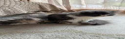 Persian cats for sale: 6th Generation pedigree Persian Kittens  - Advert 20