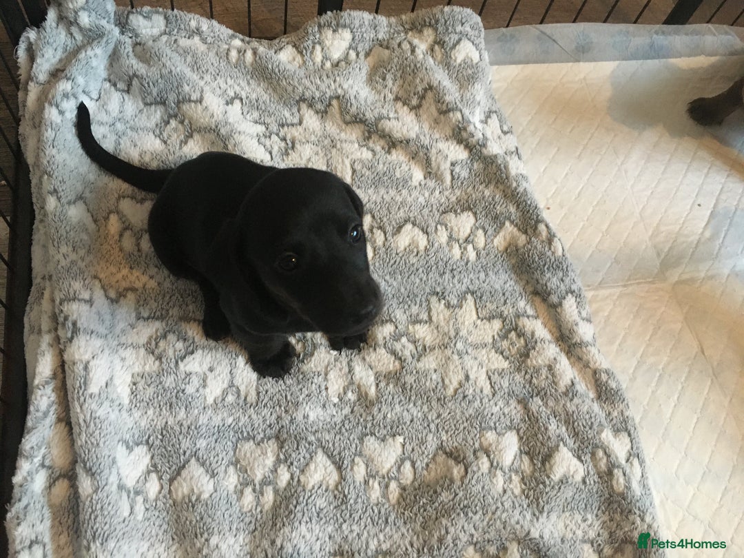 Miniature Dachshund dogs for sale: Miniature dachshund baby’s  - Image 25