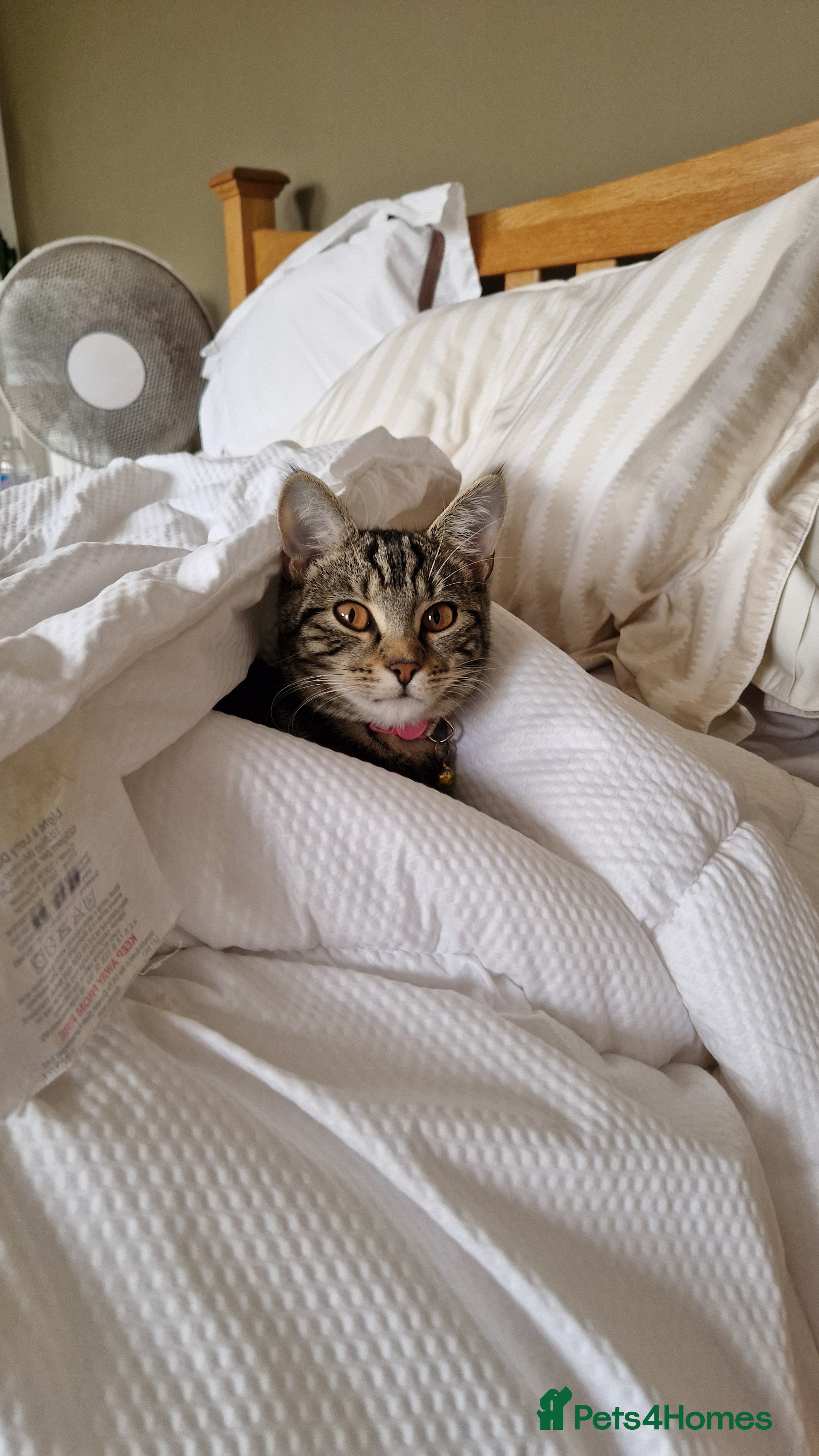 Mixed Breed cats Beautiful tabby cat - Advert 8