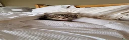 Mixed Breed cats for sale: Beautiful tabby cat in Colchester - Advert 1