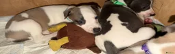 Whippet dogs for sale: litter of 8 pups 5x boys 3x bitches. price reduced - Advert 9