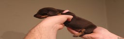 Miniature Dachshund dogs for sale: Miniature Dachshund Puppies  - Advert 3