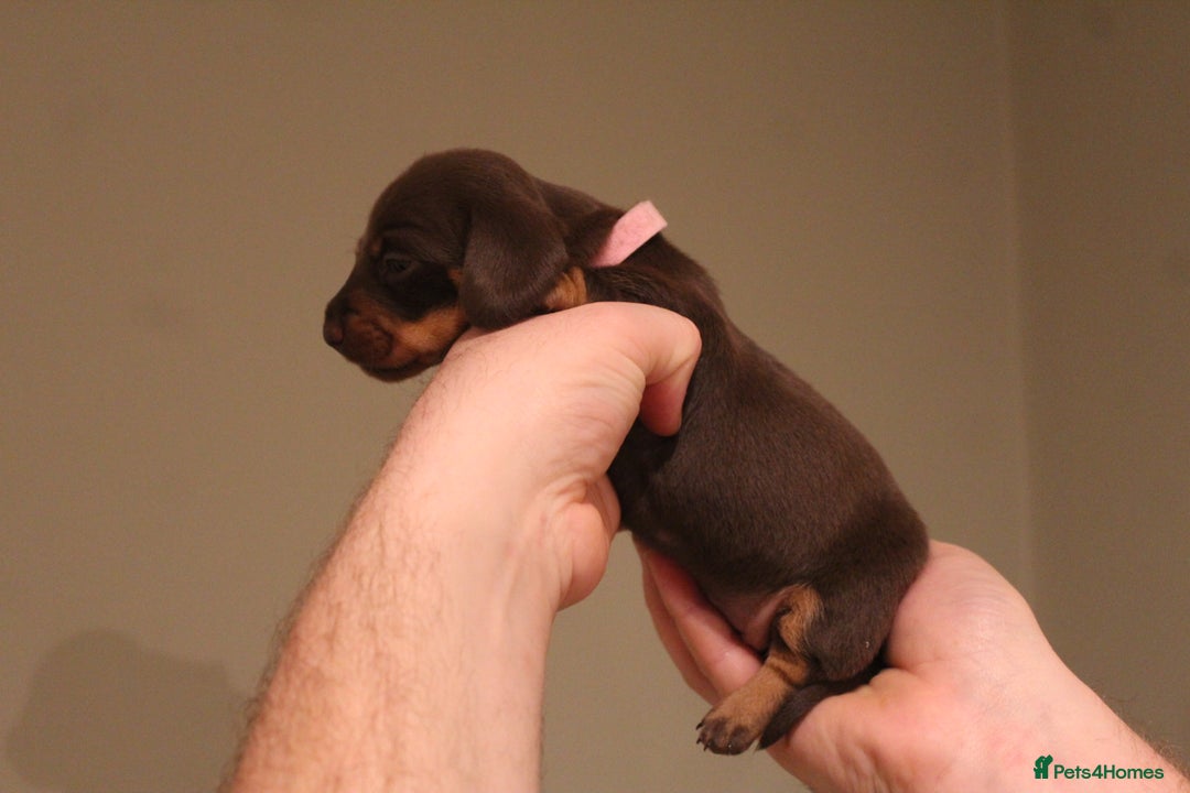 Miniature Dachshund dogs for sale: Miniature Dachshund Puppies  - Advert 3