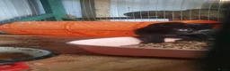 Mixed Breed cats for sale: Lovely kittens - Advert 12