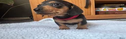 Miniature Dachshund dogs for sale: Miniature dachshund puppies - Advert 22