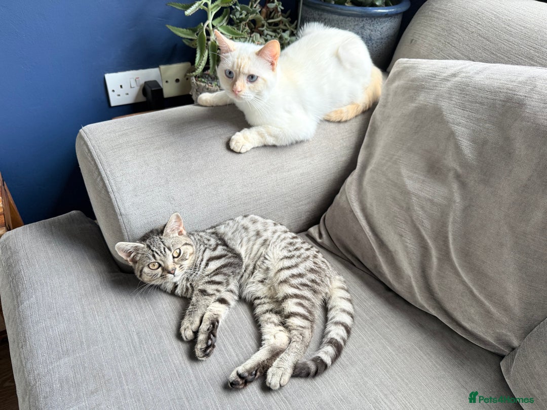 British Shorthair cats for sale: 2 Male British shorthairs. - Image 15