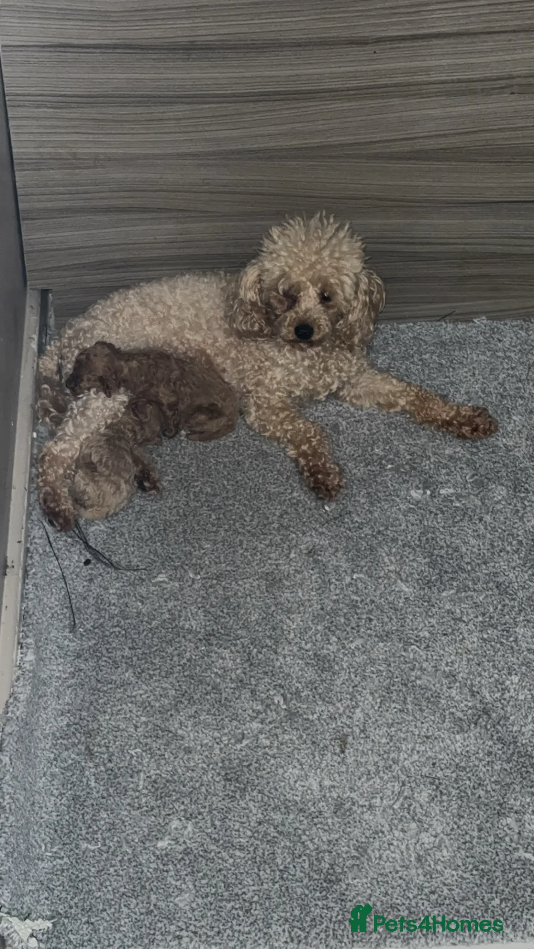 Toy Poodle dogs for sale: Pure Toy Poodle in Seaham - Advert 2