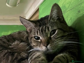 Bengal cats Bengal boy - Advert 3