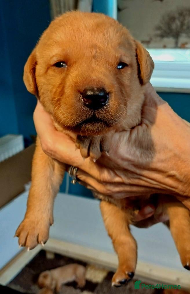 Labrador Retriever dogs Kc registered fully health tested puppies  - Advert 2