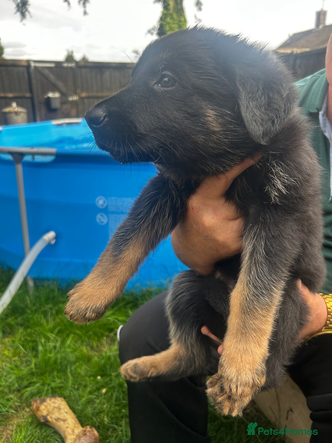 German Shepherd dogs for sale: German shepherd puppies  - Image 5